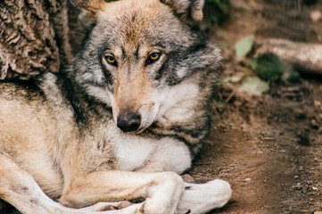 Naklejka na ściany i meble Outdoor wolf portrait. Wild carnivore predator at nature after hunting. Dangerous furry animal in european forest. Poor lonely canine muzzle in zoo. Feathers of eaten bird. Beast on wild territory.