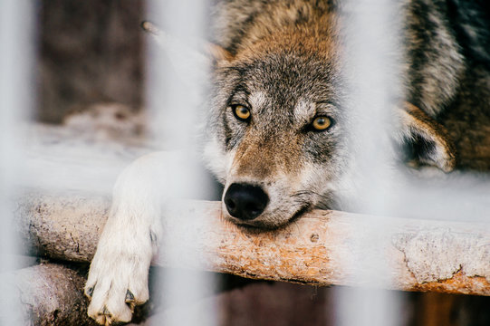 Outdoor wolf portrait. Wild carnivore predator at nature after hunting. Dangerous furry animal in european forest. Poor lonely canine muzzle in zoo. Feathers of eaten bird. Beast on wild territory.