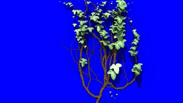 Ivy Growth with Alpha Matte