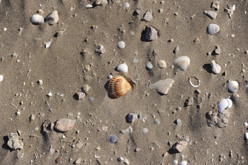 Fototapeta na wymiar conchas playa