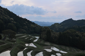 Terraced Rice Fields in the Morning