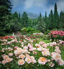 Obrazy  Piękny wielokolorowy ogród różany latem