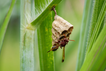 Image of Common Paper Wasp (Ropalidia fasciata) and wasp nest on nature background. Insect. Animal