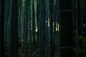 Bamboo Grove in the Morning