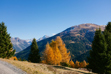 Naklejka premium Beautiful colored larches with autumn colors in the mountains.
