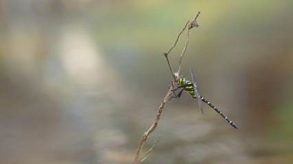 Libellule bleue accrochée à un roseau au-dessus de l'eau d'une rivière. Demoiselle insecte...