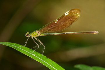 Image of Oriental Green-Wing Dragonfly(Female),Neurobasis chinensis chinensis on green leaves. Insect Animal.