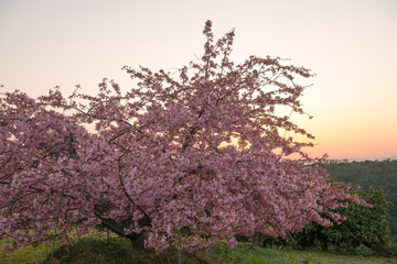 Naklejka premium 豊前の河津桜