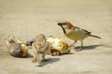 Image of sparrow bird eating a banana on the floor. Birds. Animal.