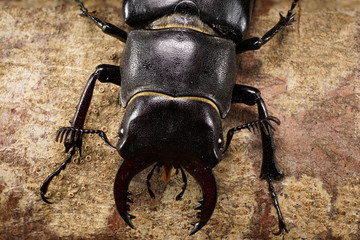 Close-up from above Caucasian stag beetle on a tree