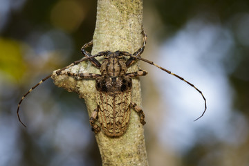 Image of Cerambycidae bug (Moechotypa suffusa) on branch on natural background. Insect. Animal.