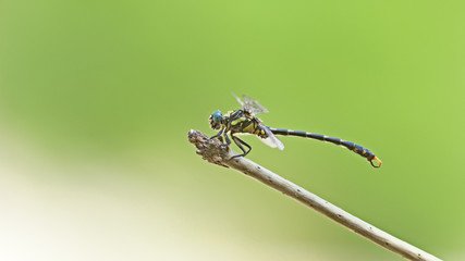 Libellule bleue accrochée à un roseau au-dessus de l'eau d'une rivière. Demoiselle insecte volant dans la nature du Sud de la France en été