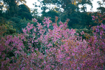 Cherry flower Prunus cerasoides,Giant tiger flower.bright pink flowers of Sakura in "Phu Lom Lo" National Park Loei province, Thailand.