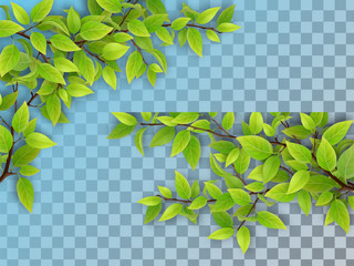Set of realistic vector tree branches with green leaves. Element of natural design. Isolated on a transparent background.
