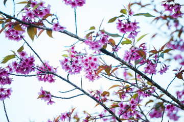 Cherry flower Prunus cerasoides,Giant tiger flower.bright pink flowers of Sakura in "Phu Lom Lo" National Park Loei province, Thailand.