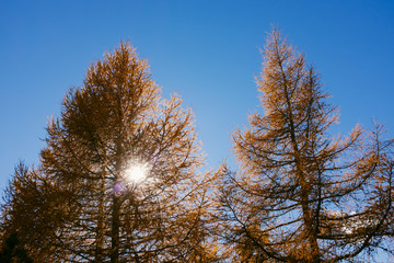 Beautiful colored larches with autumn colors in the mountains.