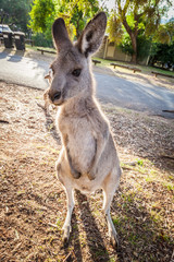 Eastern grey kangaroo vertical portrait at sunset