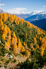 Beautiful colored larches with autumn colors in the mountains.