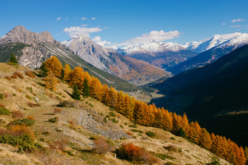 Beautiful colored larches with autumn colors in the mountains.