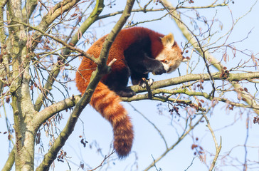 Red panda eating a apple