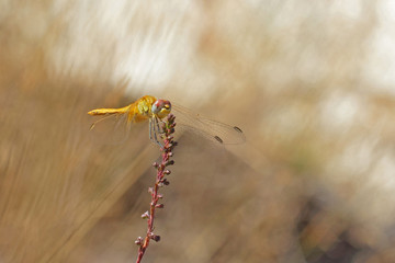 Libellule bleue accrochée à un roseau au-dessus de l'eau d'une rivière. Demoiselle insecte volant dans la nature du Sud de la France en été.