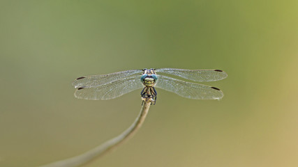Libellule bleue accrochée à un roseau au-dessus de l'eau d'une rivière. Demoiselle insecte volant dans la nature du Sud de la France en été