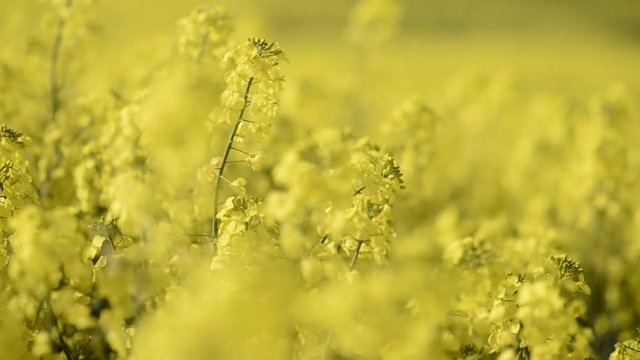 yellow rapefield in the summer 