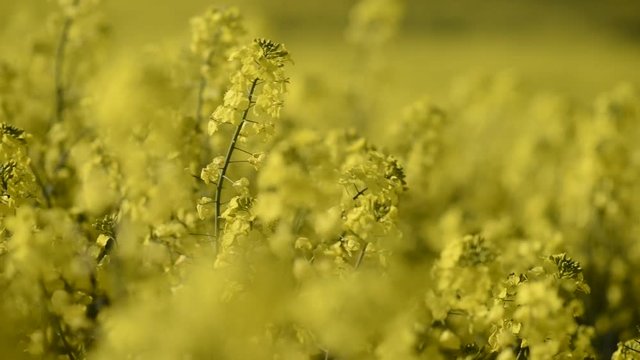yellow rapefield in the summer 