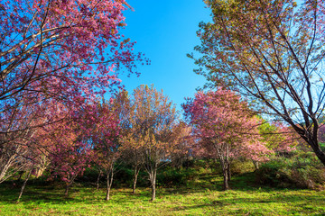 Cherry flower Prunus cerasoides,Giant tiger flower.bright pink flowers of Sakura in "Phu Lom Lo" National Park Loei province, Thailand.