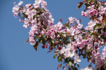 Spring apple blossom, pink flowers at the tree on the blue sky background