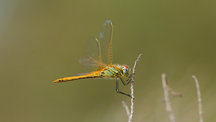 Libellule bleue accrochée à un roseau au-dessus de l'eau d'une rivière. Demoiselle insecte volant dans la nature du Sud de la France en été