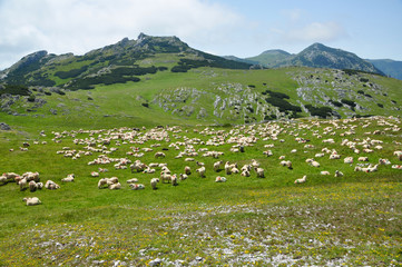 Fototapeta na wymiar Flock of sheep in the mountains