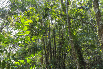 Inside the jungle on Koh Chang, Thailand
