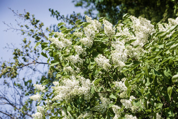 Bush of white lilac flowers in the garden
