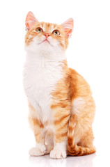Cute orange kitten looking up.