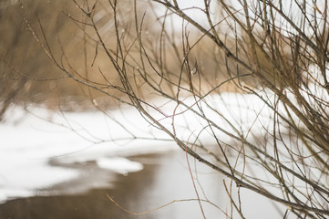Spring landscape. Bushes on the background of the river