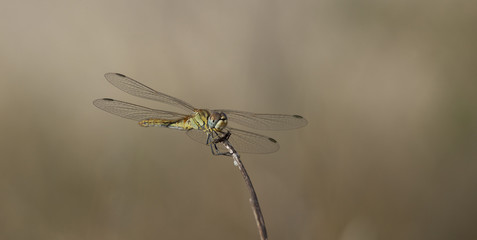 Libellule bleue accrochée à un roseau au-dessus de l'eau d'une rivière. Demoiselle insecte volant dans la nature du Sud de la France en été
