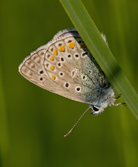 Butterlfy Cacyreus marshalli macro in a green meadow