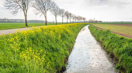 Typical Dutch landscape at the beginning of the spring season.