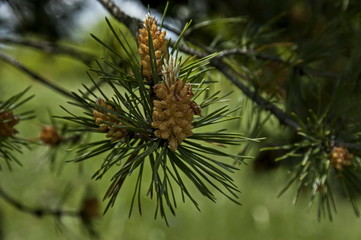 Pine tree branch with new tip in early summer, Plana mountain, Bulgaria 