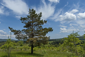 Fototapeta na wymiar Majestic early summer pine-tree, fresh glade with different grass and blossom wildflower, Plana mountain, Bulgaria 