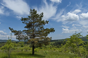 Fototapeta premium Majestic early summer pine-tree, fresh glade with different grass and blossom wildflower, Plana mountain, Bulgaria 