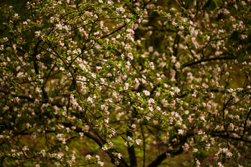 Fototapeta na wymiar Awakening of a cherry tree. Cherry Blossom.