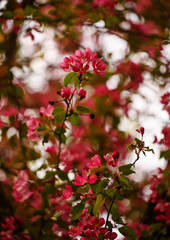 Red flowers of cherry blossom in spring.