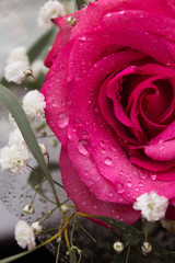 Розовая роза и капли воды