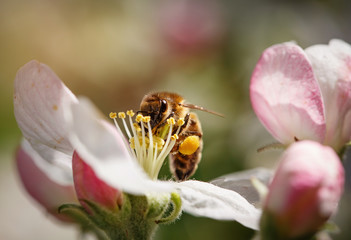 Bee on a flower of the white cherry