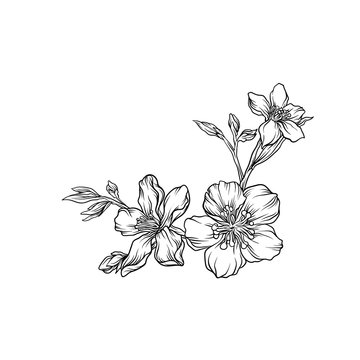Hand drawn flower branch, monochrome floral design element vector Illustration