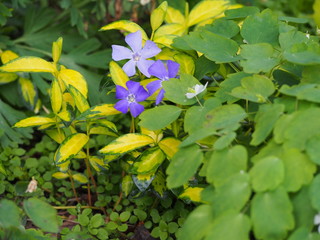 Vinca minor ILLUMINATION 'Cahill' - lesser periwinkle, dwarf periwinkle