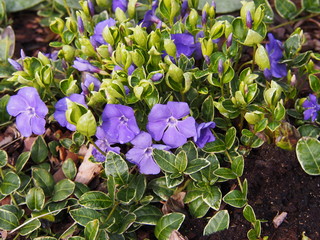 Variegated Vinca minor 'Ralph Shugert' - lesser periwinkle, dwarf periwinkle