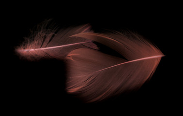 Red feather on a black background